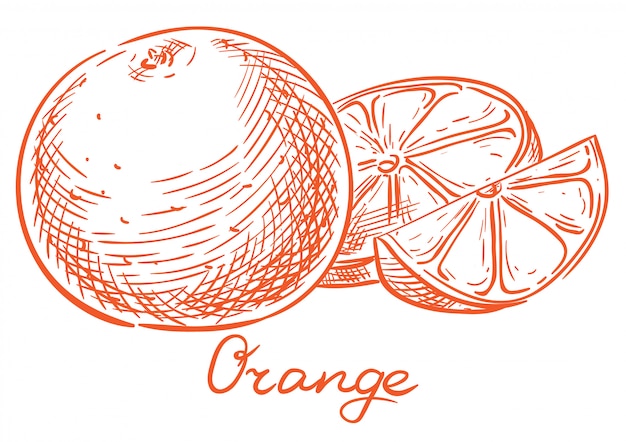 Oranje vector schets hand tekenen