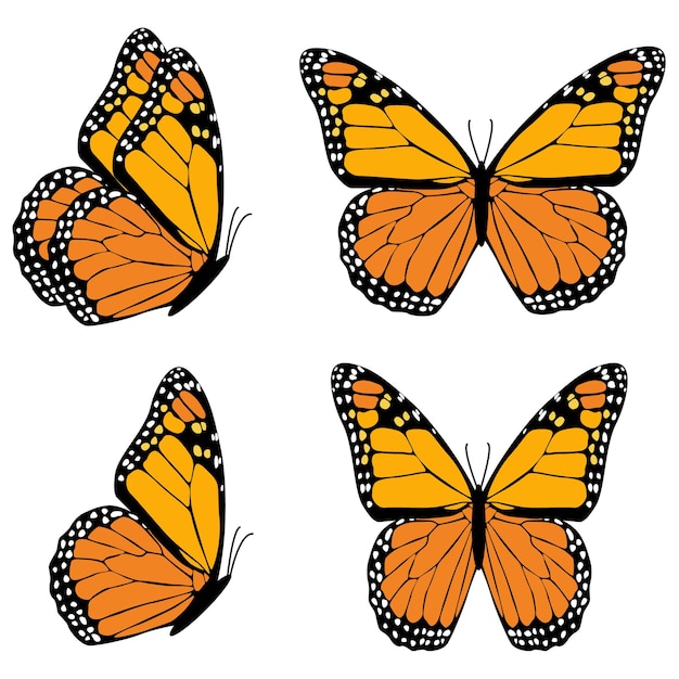 Oranje vlinder Danaida Monarch geïsoleerd op witte achtergrond
