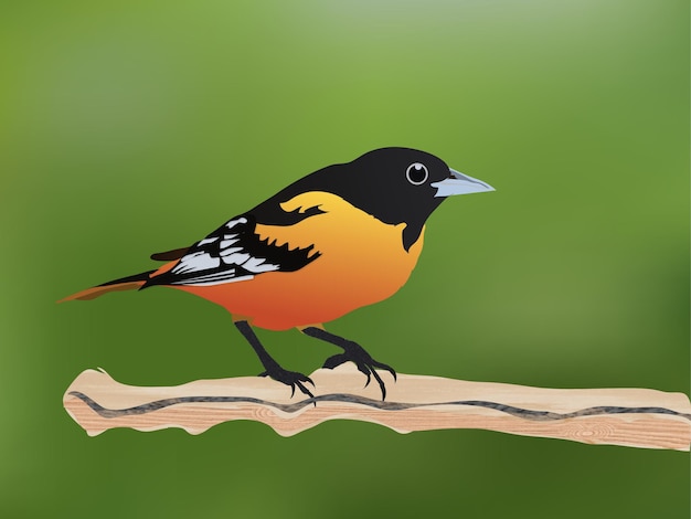 Oranje Zwarte Vogel