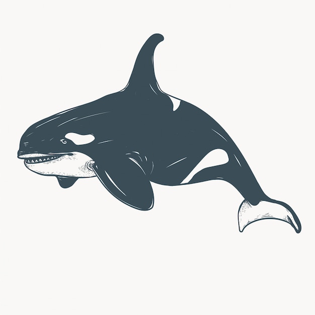 Vector orca illustration