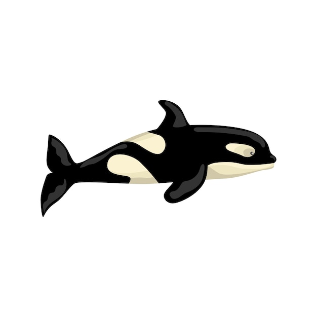 Orca isolato su sfondo bianco. personaggio dei cartoni animati dell'oceano per i bambini. stampa semplice con mammifero marino. design per qualsiasi scopo. illustrazione vettoriale.