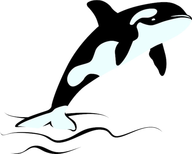 Orca killer whale wild animal logo in silhouette drawing graphic style