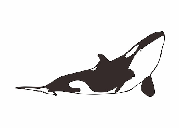 Vector orca whale vector