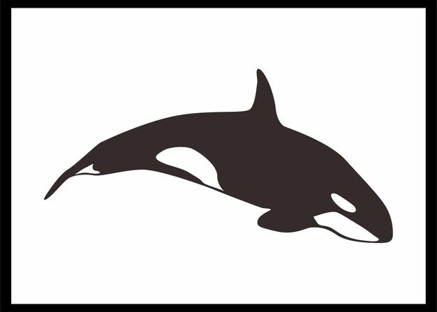 Vector orca whale vector