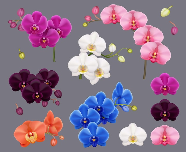 蘭コレクション紫ピンク白のエキゾチックな植物の花の熱帯の装飾植物リビングやスパ インテリア部屋まともなベクトル現実的な蘭