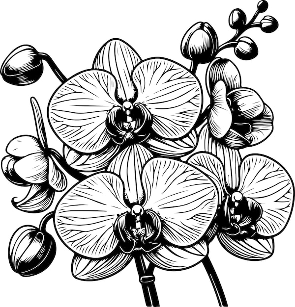 Flore di orchidee illustrazione vettoriale a contorno nero libro da colorare