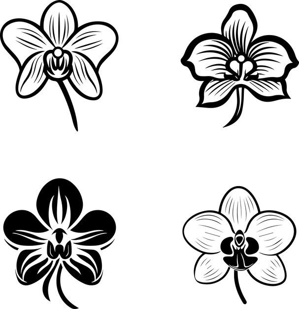 Vector orchid flower black and white illustration