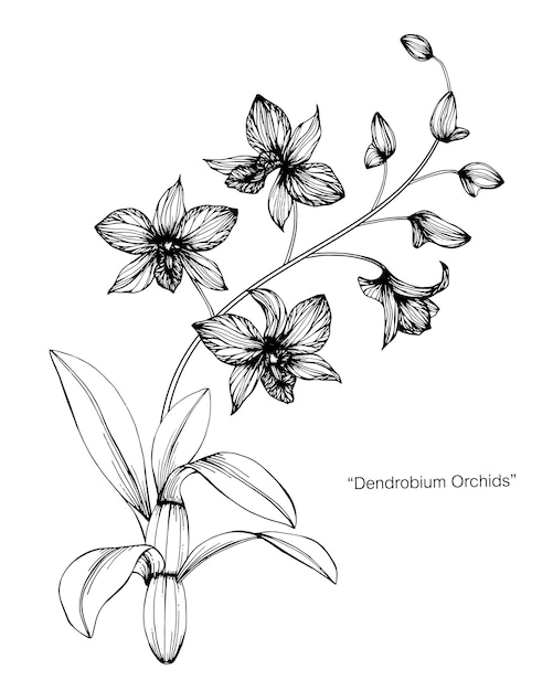 Orchid flower drawing illustration