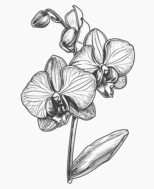 Orchid Flower Illustration Orchid flower coloring book