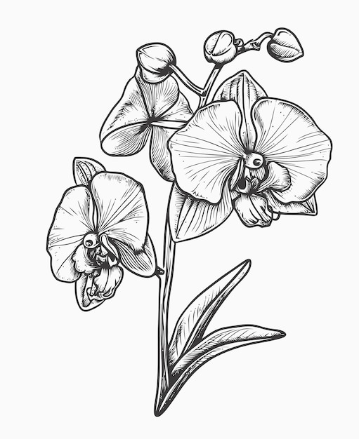 Vector orchid flower illustration orchid flower coloring book