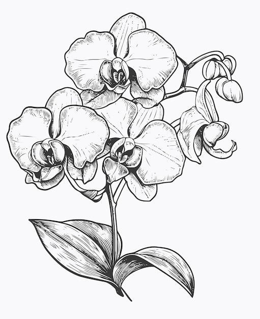 Vector orchid flower illustration orchid flower coloring book