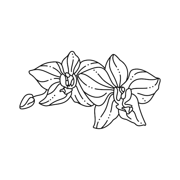 ベクトル トレンディなミニマリストライナースタイルの蘭の花。 tシャツ、webデザイン、美容院、ポスターに印刷するためのベクトル花のイラスト、ロゴやパターンを作成する