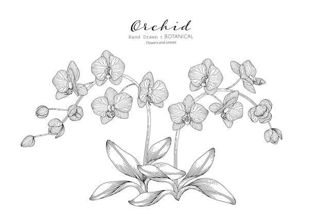 Vector orchid flower and leaf hand drawn botanical illustration with line art.