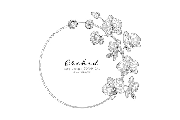 Orchid flower and leaf hand drawn botanical illustration with line art.