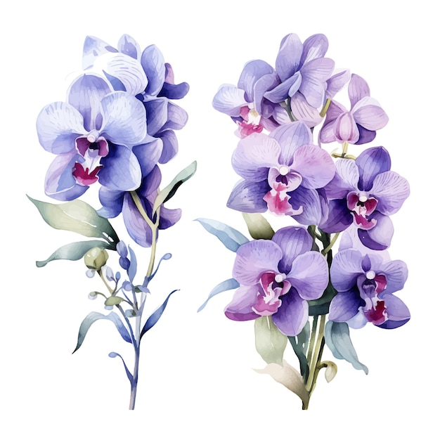 orchid flower set watercolor illustration