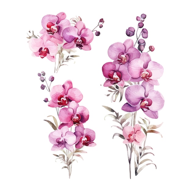 orchid flower set watercolor illustration