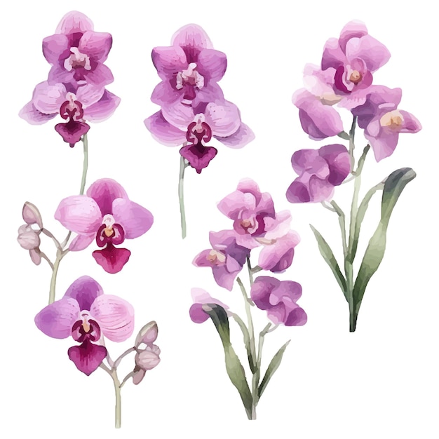 orchid flower set watercolor illustration