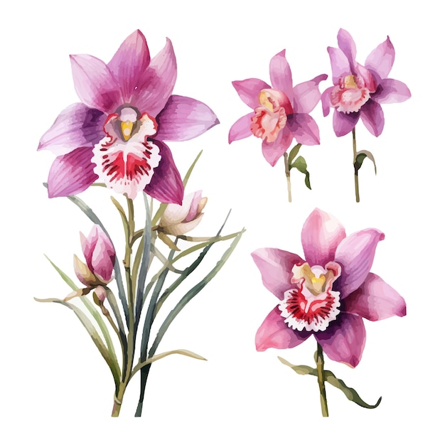 orchid flower set watercolor illustration