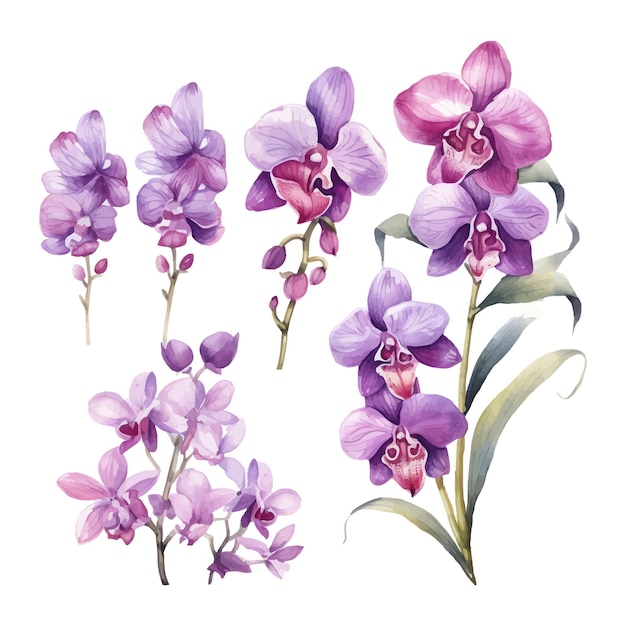 Vector orchid flower set watercolor illustration