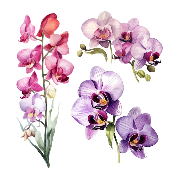 orchid flower set watercolor illustration