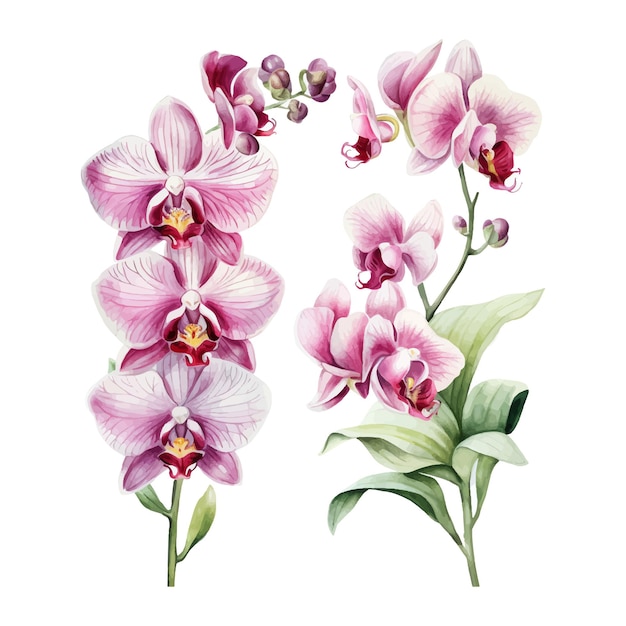 Vector orchid flower set watercolor illustration