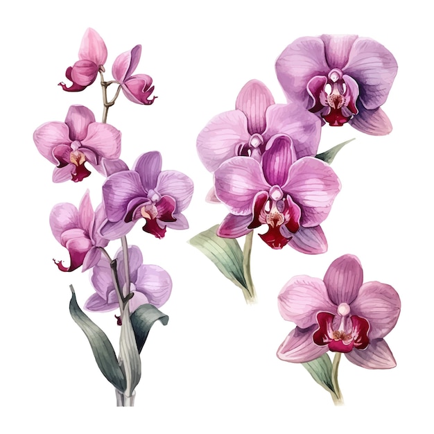 Вектор Набор цветов орхидеи акварельные иллюстрации