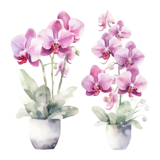 orchid flower set watercolor illustration