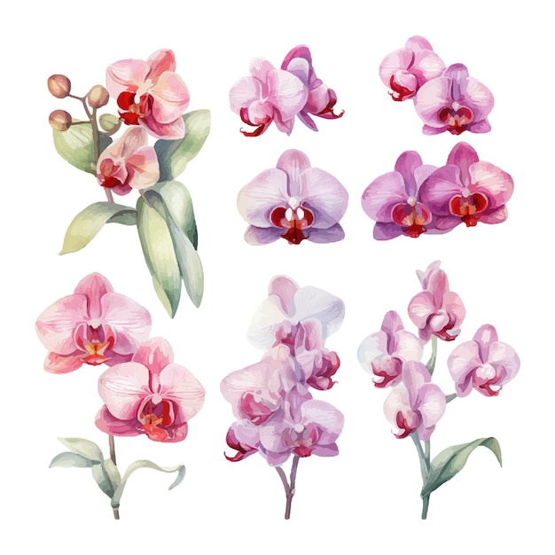 orchid flower set watercolor illustration