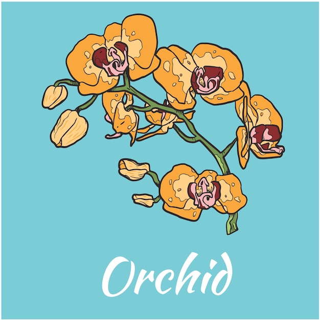 Orchid Flower Vector Illustration Colored