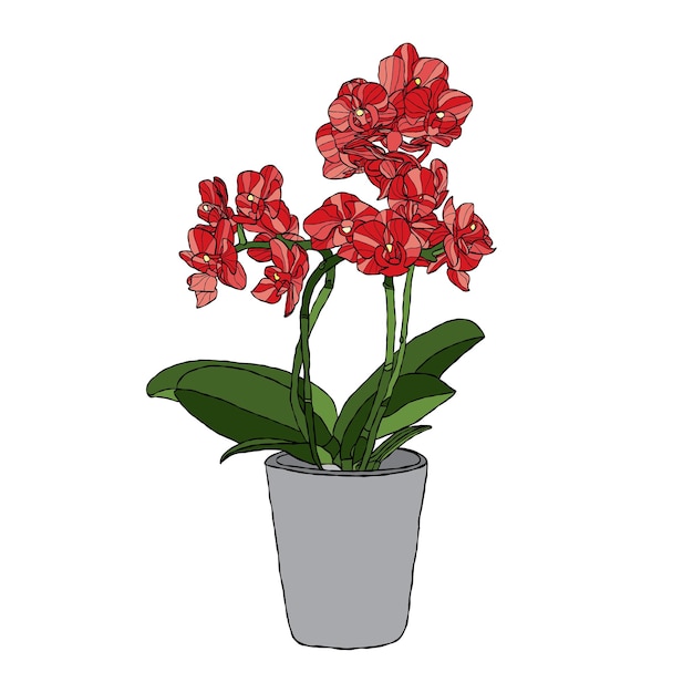 Orchid flower vector illustration with hand drawing style