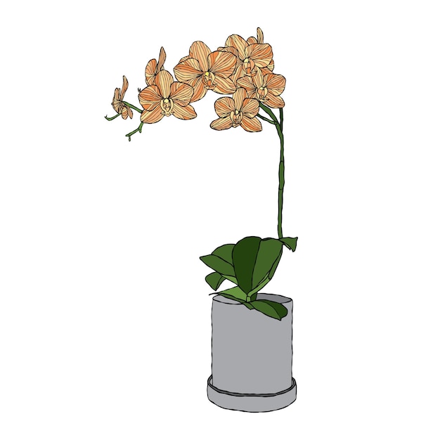 Illustrazione vettoriale di fiori di orchidea con stile di disegno a mano