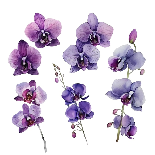 Orchid flower watercolor paint collection
