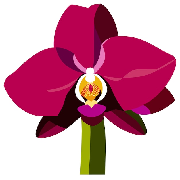 Vector orchid flower