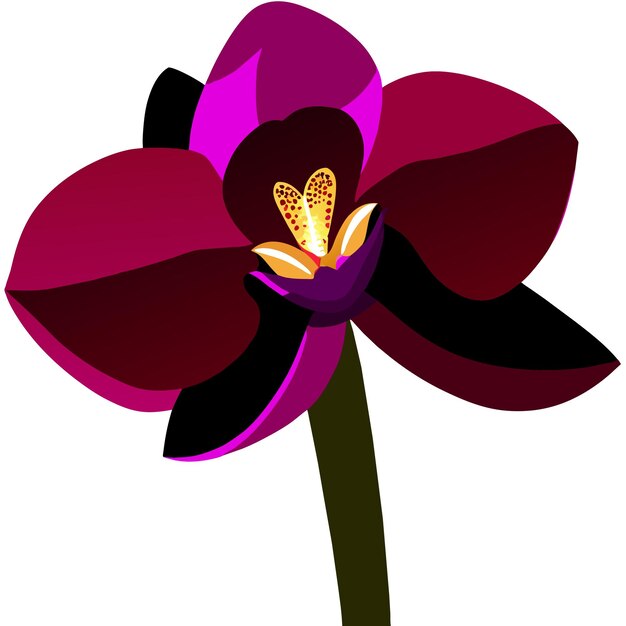 Vector orchid flower