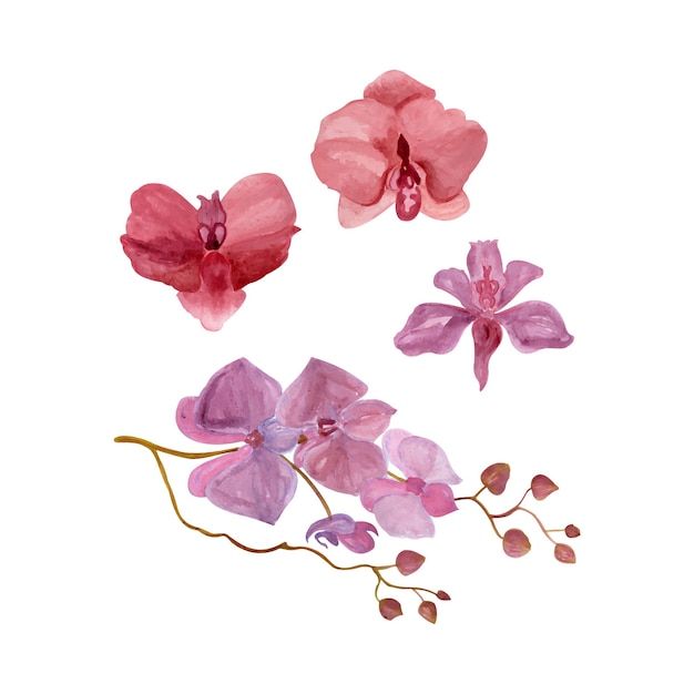 Orchid flowers painted by watercolor hand drawn watercolor vector illustration for greeting card