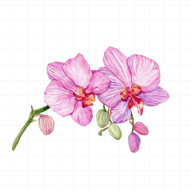 Orchid flowers painted by watercolor