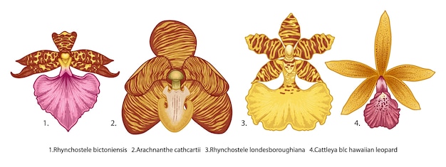 набор цветов орхидеи, изолированные на белом