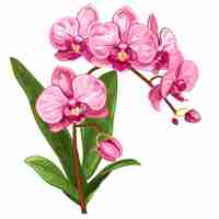 Vector orchid flowers