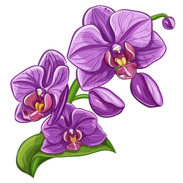 Vector orchid flowers