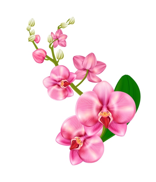 Orchidea in stile realistico in colore rosa, isolato su sfondo bianco. phalaenopsis, fioritura, pianta d'appartamento. illustrazione vettoriale