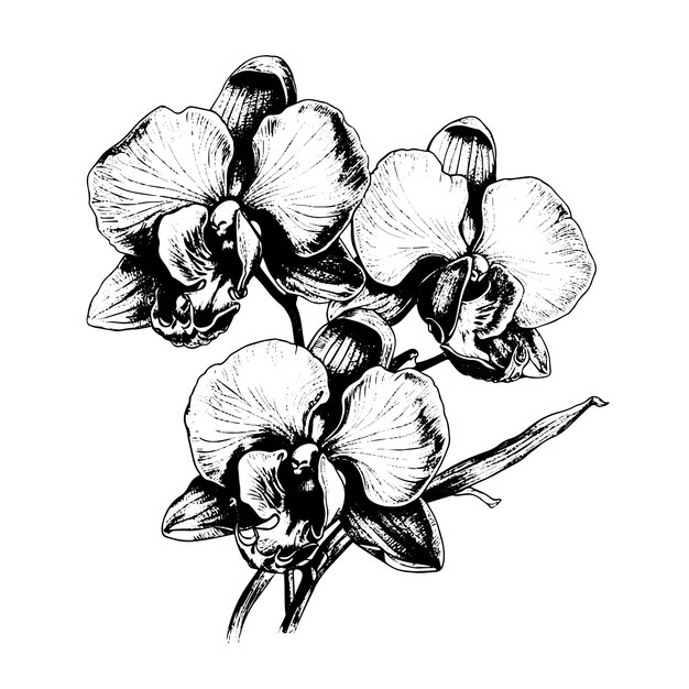 Vector orchid vector drawing isolated hand drawn engraved style illustration