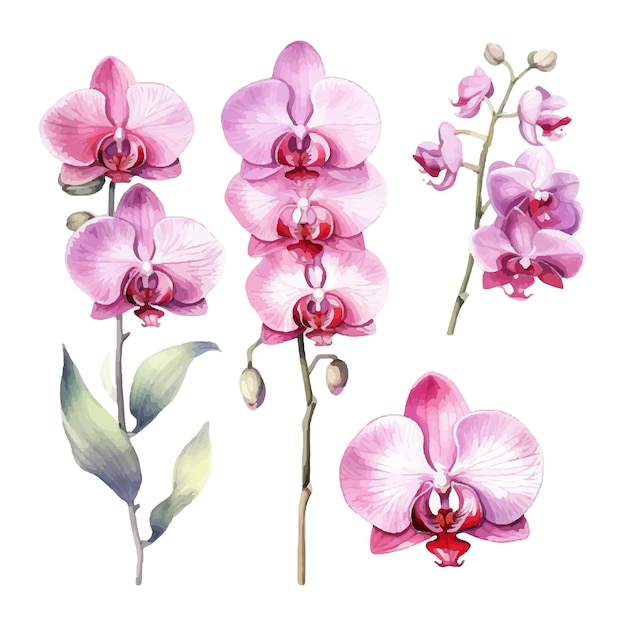 orchidee bloem set aquarel illustratie