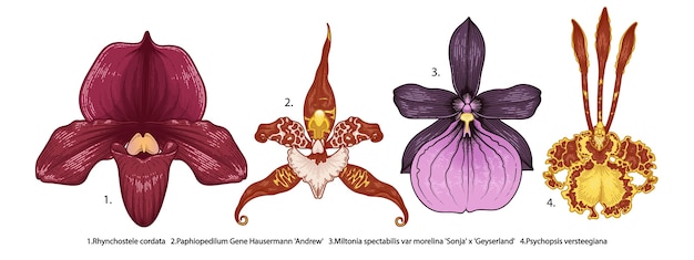 Vector orchideebloemen set geïsoleerd op wit