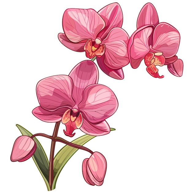 Vector orchideeënbloemen