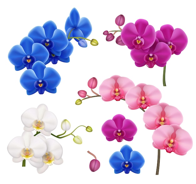 Орхидеи реалистичные экзотические цветы ботанические иллюстрации тропические цветочные векторные коллекции достойные цветные картинки изолированы