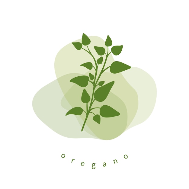 Oregano bladeren op veelkleurige achtergrond Minimalistische botanische elementen voor cosmetica