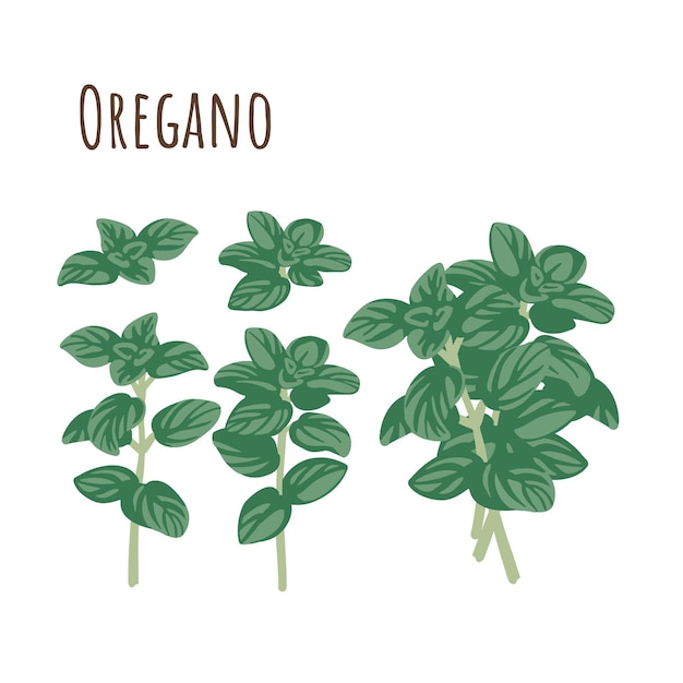 Oregano bunch and separate twigs collection spicy of herbs. flat style. vector illustration