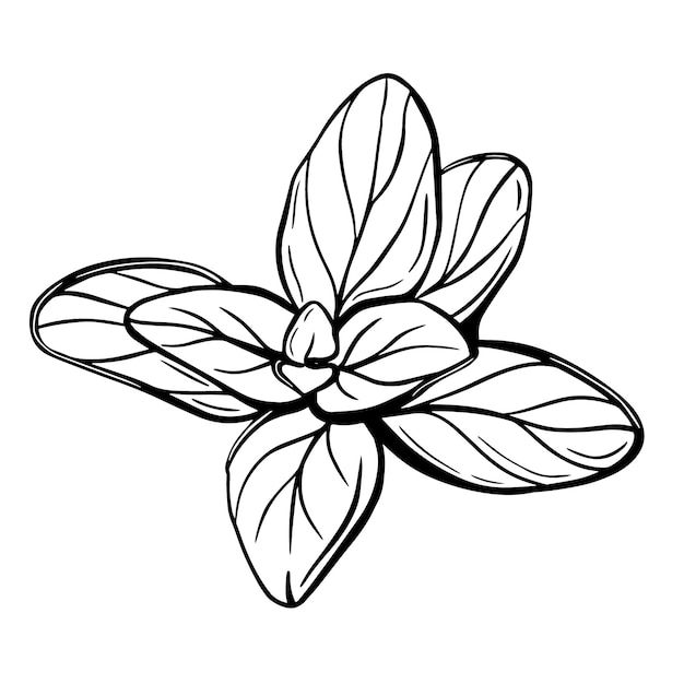 oregano leaves isolated on a white background