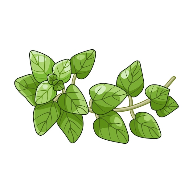 Oregano spice vector realistic colored botanical illustration