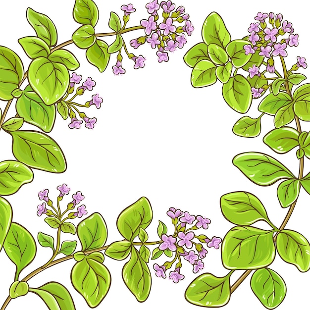 Vector oregano tak vector frame